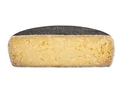 Tuma persa da pascolo