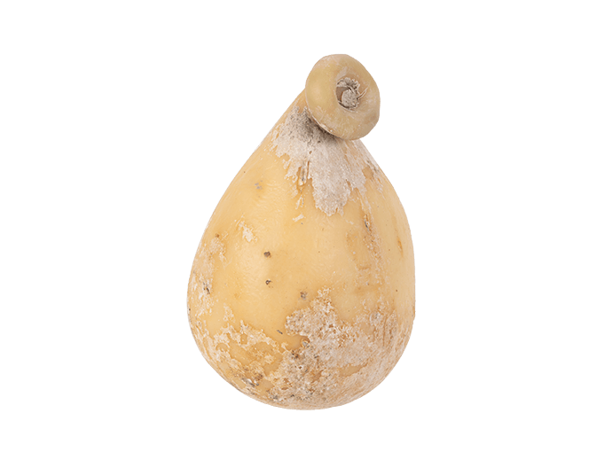 caciocavallo dei basilischi