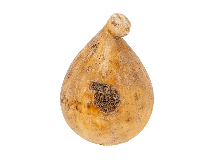 Caciocavallo podolico - Image 2